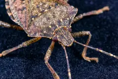 mərmərə bağacığı mərmərə bağacığı iylu böcək iyli həşərat iyli cücü Qaxda cücü yayılıb Balakəndə cücü yayılıb Zaqatalada cücü yayılıb zakatalada yayılan cücü qusarda cücü yayılıb 