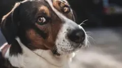 Un chien