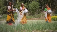 জমিতে পানি দেয়া হচ্ছে