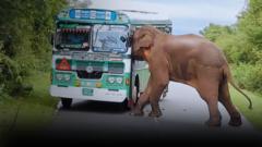 Слони бандити Шрі-Ланки