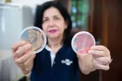 Mariangela Hungria mostra cultura de bactérias no laboratório