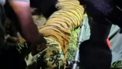 రాజమండ్రి సమీపంలో దొరికిన పులి