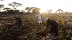 Três mulheres trabalham em uma fazenda na África do Sul.