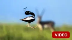 வரகுக் கோழி