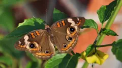 Una mariposa sobre una planta de tomate