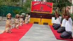 लष्करातले श्वान