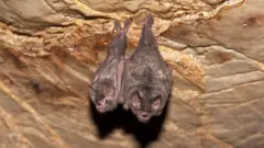 Morcegos da bacia amazônica