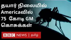 தயார் நிலையில் மரபணு மாற்றப்பட்ட கொசுக்கள்