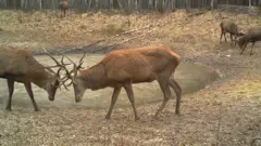 Чорнобиль