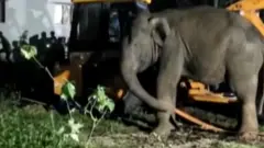 గున్న ఏనుగు
