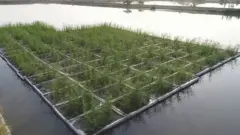floating wetlands