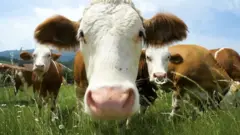 गाई