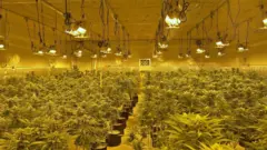 Aaron's marijuana farm in Oklahoma