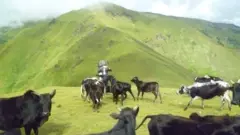 चौपाया