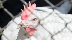 ব্রয়লার মুরগি।