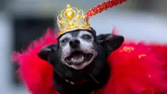 Um vira-lata fantasiado durante o carnaval do Rio de Janeiro: