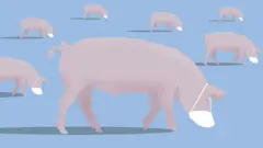 मास्क पहने सूअर का ग्राफिक
