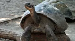 galapagoska kornjača
