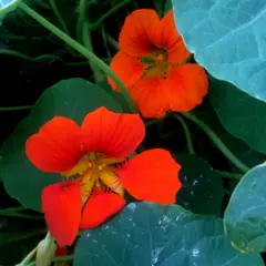 Duas flores de cinco pétalas de cor vermelha brilhante, crescendo entre folhas verdes