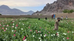 کوکنار