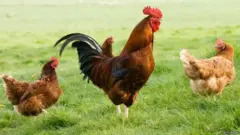 ਮੁਰਗਾ