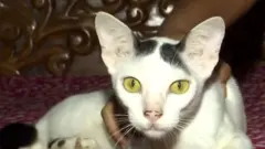 बिल्ला