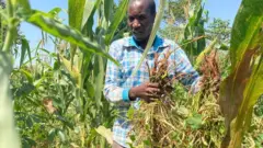Man picking crops