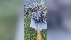 Pessoa retira ratos com pá