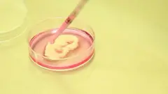 इंसानी अंग