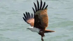 கருடன் அல்லது செம்பருந்து.
