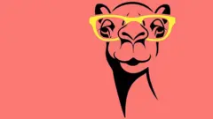 Chameau avec lunettes de soleil