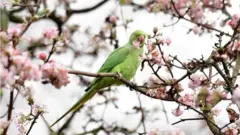 นกหงส์หยก