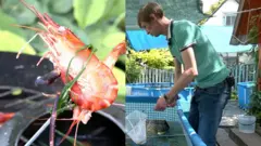 Чи зможе Україна завалити Європу креветками
