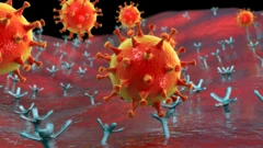 Ilustración de un coronavirus uniéndose a receptores en las células humanas