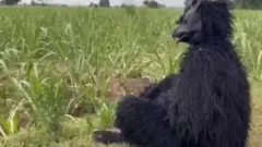 मजबूर किसान