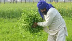 ਕਿਸਾਨ, ਪੰਜਾਬ