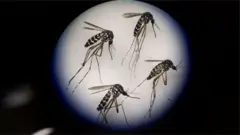 এডিস মশা