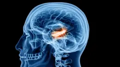 Ilustración del hipocampo