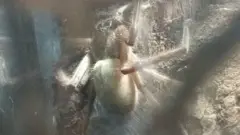 Mwanamke aliyeishi na buibui