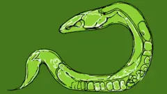 Dibujo de C. elegans