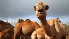 camel