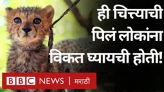 चित्ता