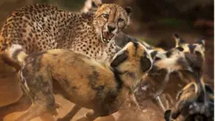 Wild dogs