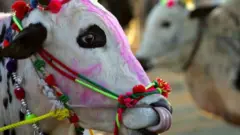 गाय