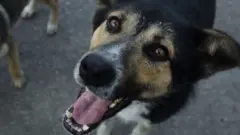 కుక్క