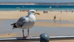 galeb na plaži