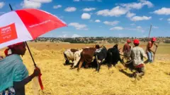 ዓውዲ ኣብ ኣምበሰተ ገለባ
