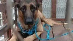 ခွေးလေး ဂျက်ကီ