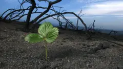 Planta