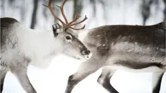 Reindeer in Finland